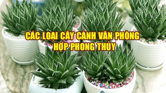 Cây cảnh văn phòng hợp phong thủy